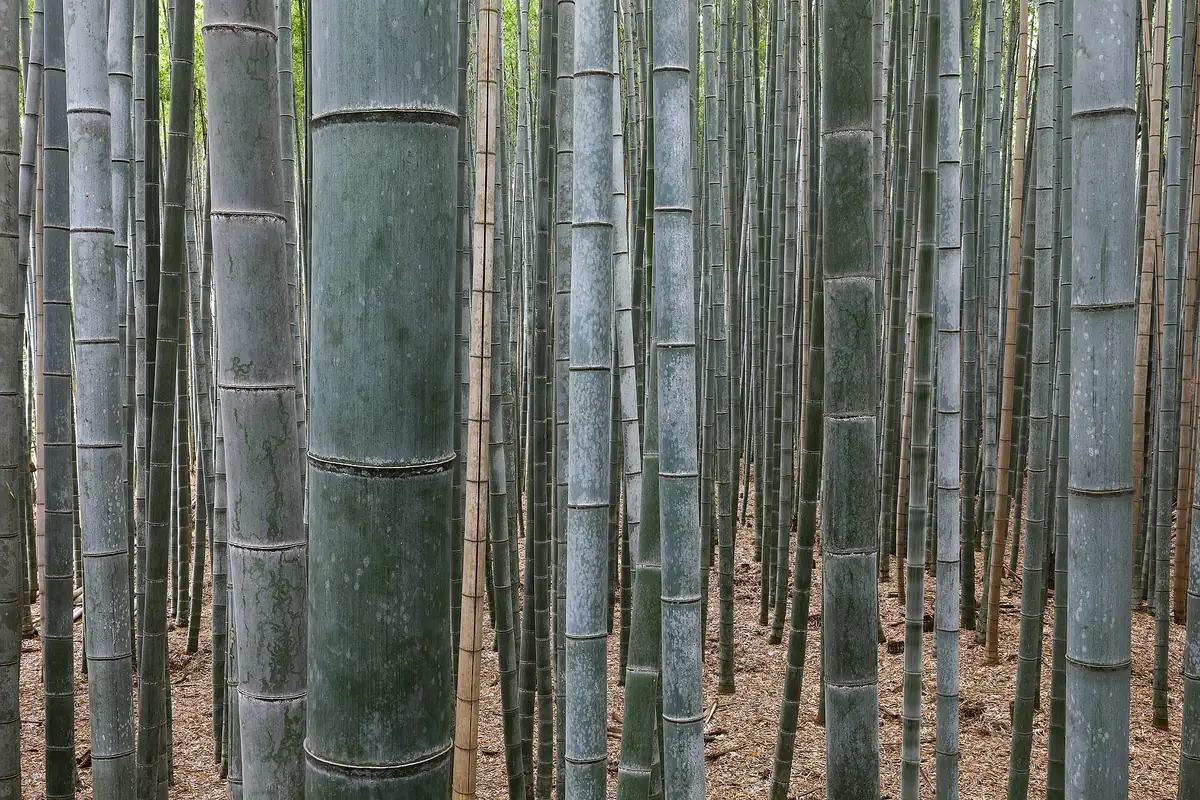 The bamboo path at Arashiyama, the route this rickshaw tour takes