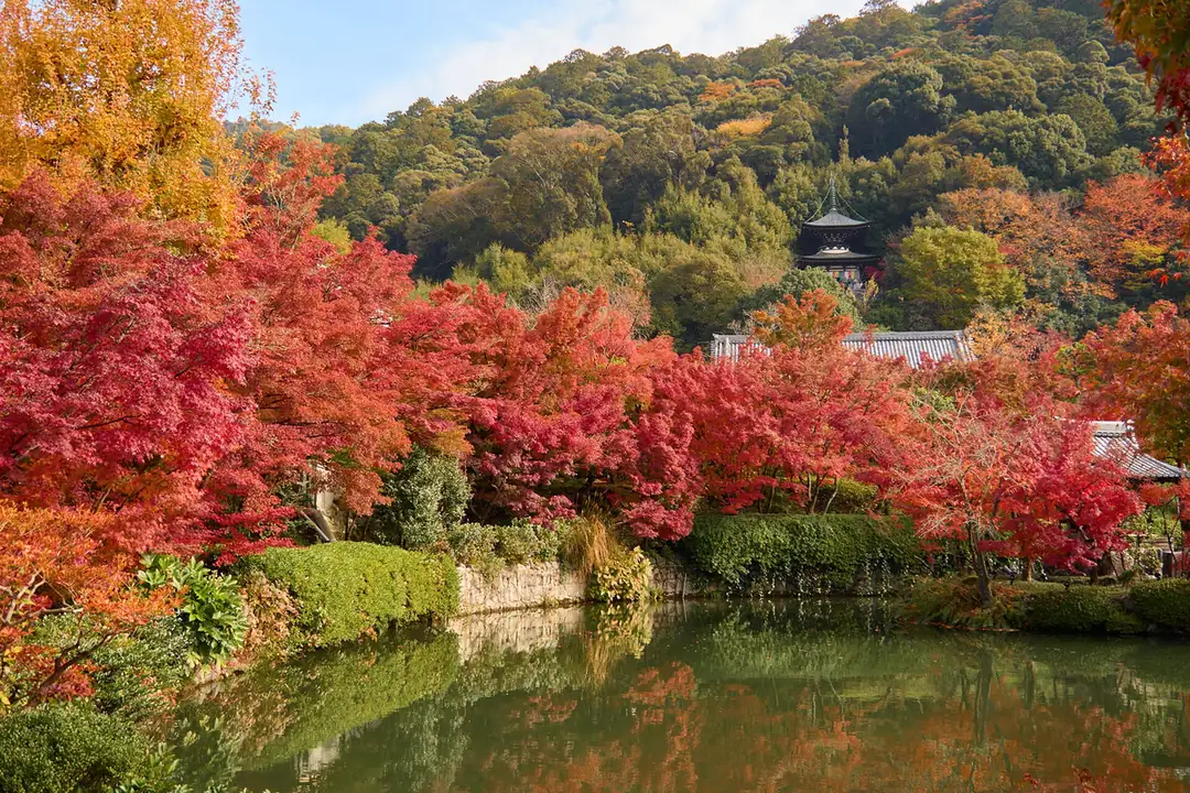 The pond garden at Eikando, Kyoto, in autumn colour
