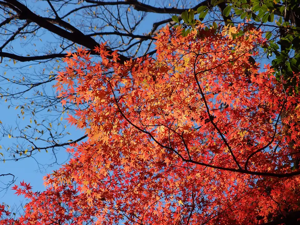 Red autumn leaves in Koishikawa Korakuen garden, Tokyo