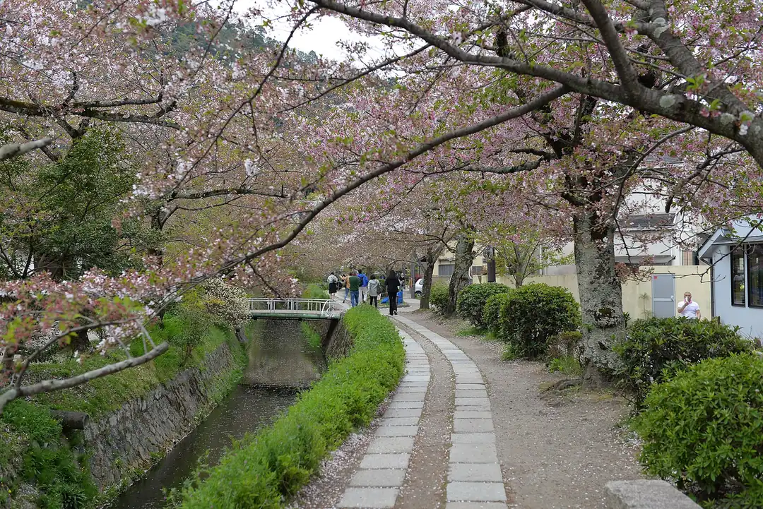 The cherry-lined canal of the Philosopher&rsquo;s Path in eastern Kyoto