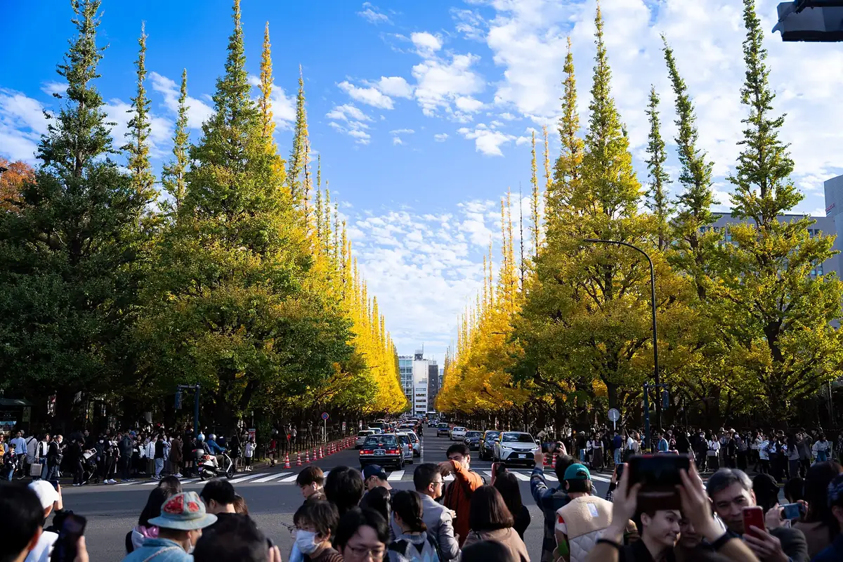 Meiji Jingū Gaien ginkgo avenue