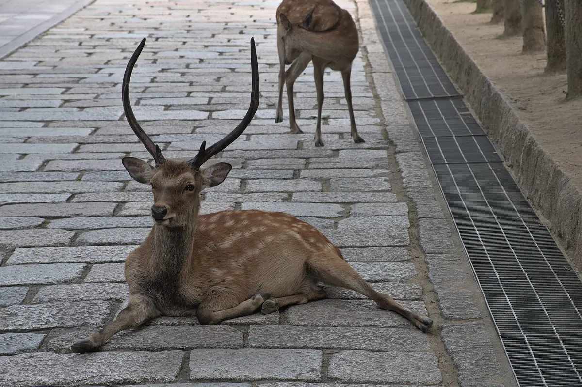 Nara, ridden between Todai-ji and the deer park on this tour