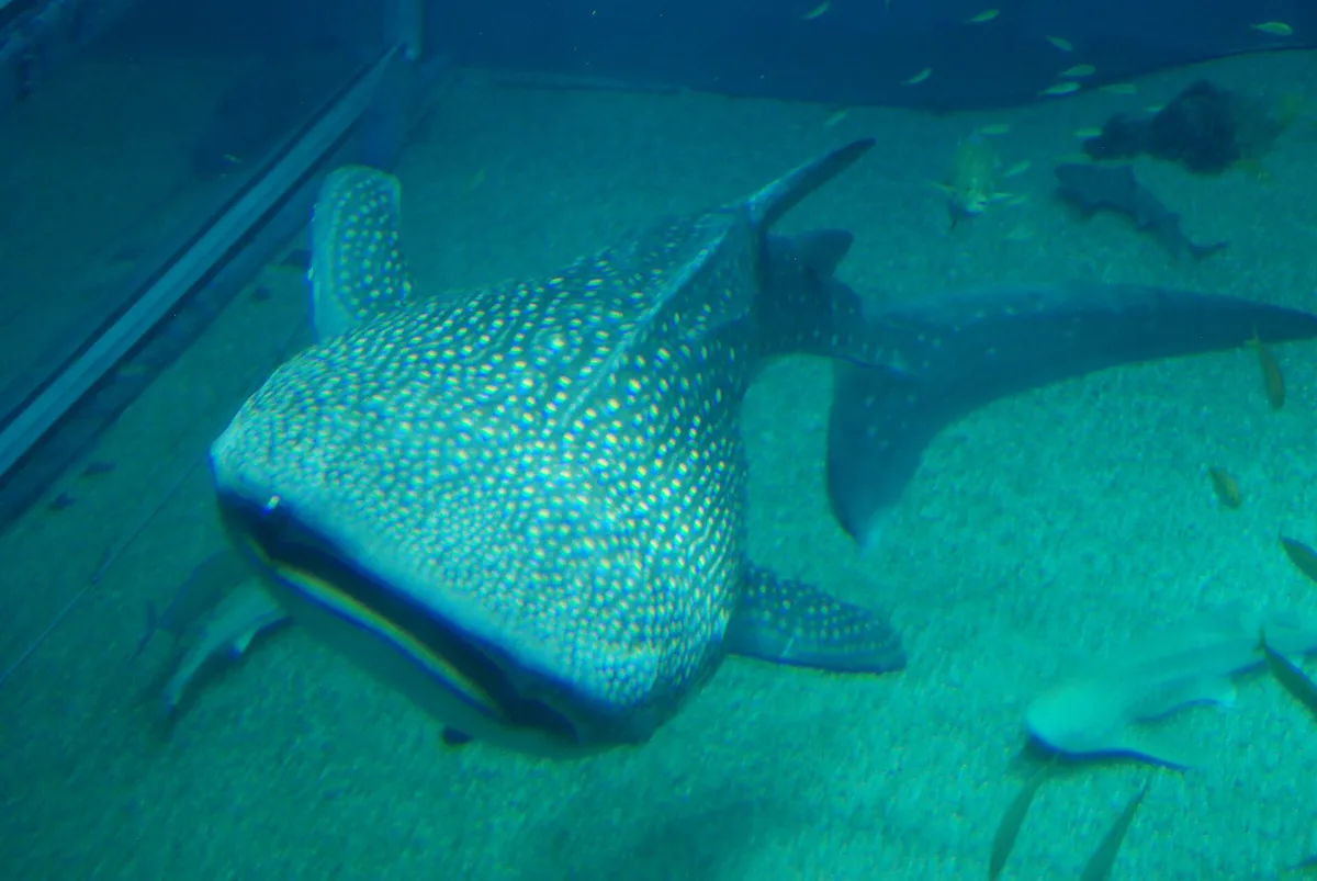 The central Pacific Ocean tank at Osaka Aquarium Kaiyukan