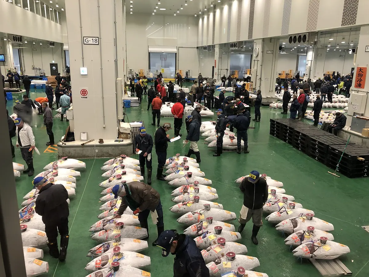 Rows of frozen tuna laid out on the auction floor at Toyosu market